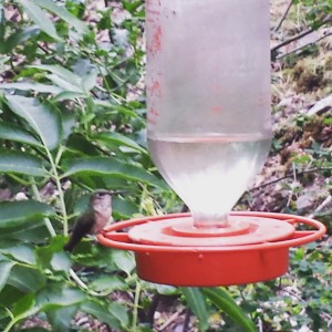 One of MANY hummingbirds at the Cabin. Sometimes there were 5 at the feeder.