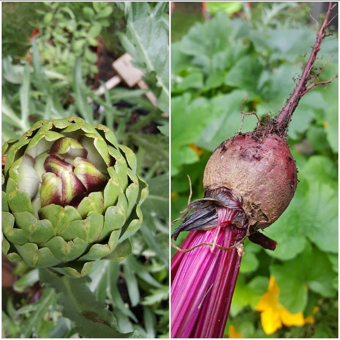 Artichokes and beets